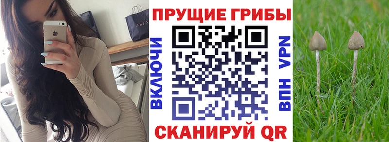 Псилоцибиновые грибы Psilocybine cubensis  Дубна 